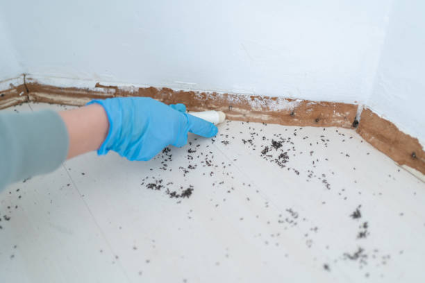 Best Pest Prevention Services  in East Pepperell, MA
